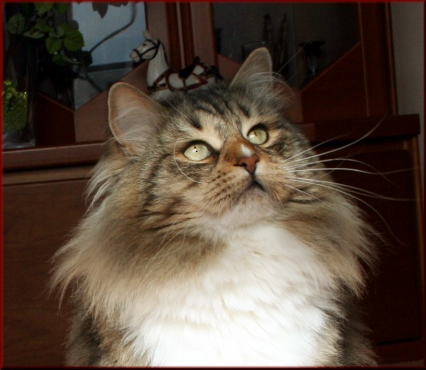 FIFe International Champion D* Tscharodeika's Akindin